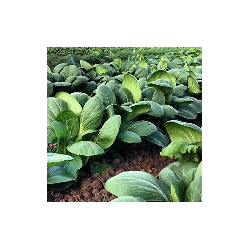 White Stem Pak Choi Cabbage Seeds: 5 Lb - Bulk,