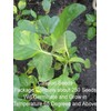 HAY2ZED Callaloo - Plant Seeds ~ For 2024 Planting (Over
