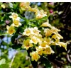 300 Weigela Seeds Lemon Color Repeat Blooming Shrub Rare Variety