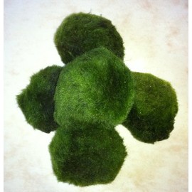 5 mossballs 4-6cm, cladophora aegagrophila for prawns