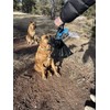 New Bag-N-Go Ultra Slim Bag Holder For Leash-One-Handed Operation- Keeps