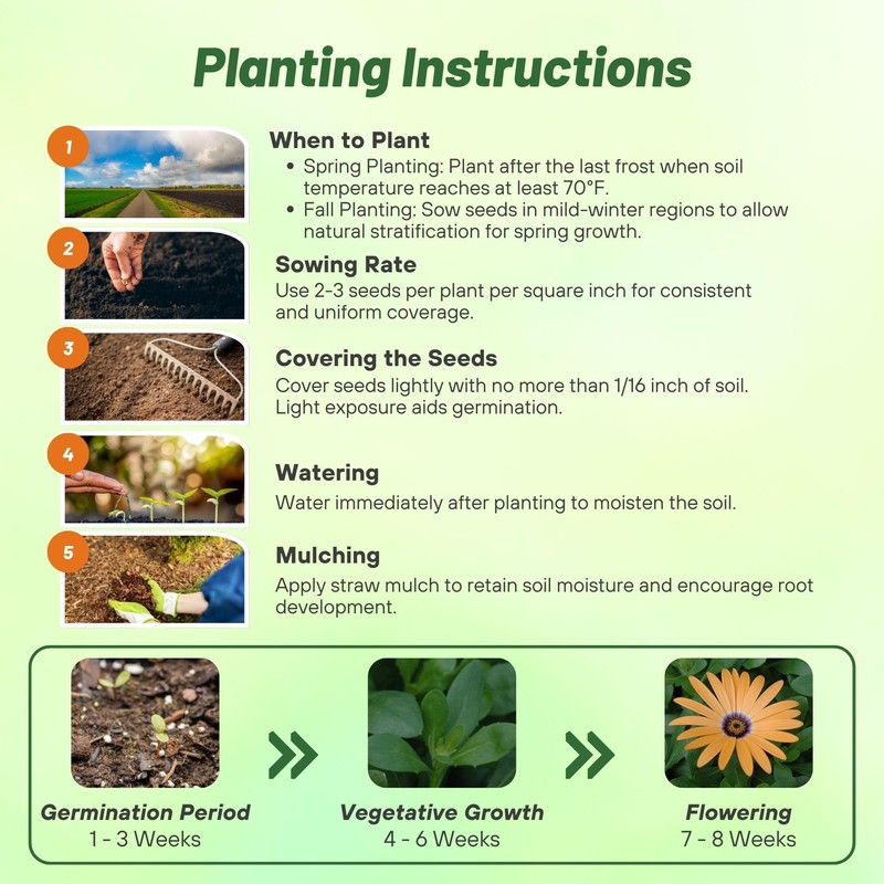 Outsidepride Orange African Daisy Seeds - 2000 Pcs. Annual Flower