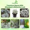 Outsidepride Dusty Miller Flower Seeds - 10,000 Pcs Annual, Beautiful