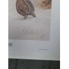 Guy Coheleach "Bobwhite" Signed Print 16 x 20" 1978 Regency