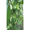 Premium Vanilla Beans, 6 Pieces, 15-16 cm Long, Packed in