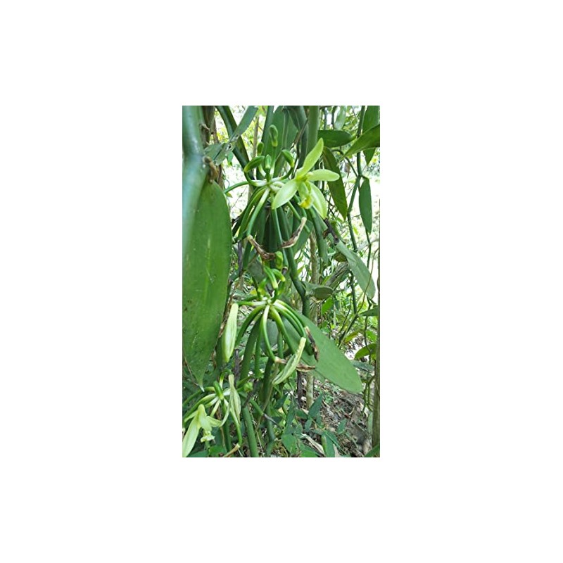 Premium Vanilla Beans, 6 Pieces, 15-16 cm Long, Packed in