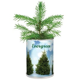 Collections Etc Miniature Real Evergreen Christmas Tree in a Can Plant Starter