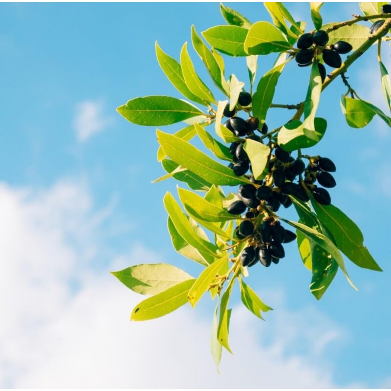 55 Camphor Tree Seeds Cinnamomum camphora camphorwood Camphor Laurel