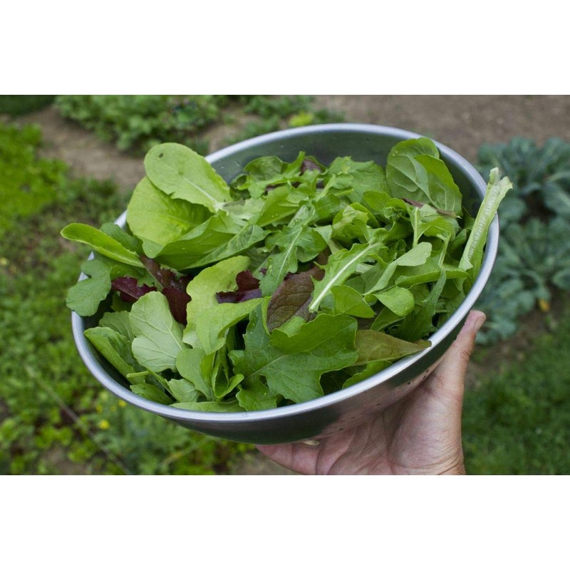 RAISE ME UP: Seeds Astro Arugula for Salad Non GMO