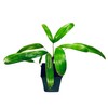Puffy Leaf Japanese Lady Palm (Rhapis Excelsa Koban) – Rare