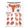 Pregnancy and Birth Poster 12 x 17