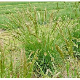 Little Seed Store 501+PRAIRIE JUNE GRASS Seeds Native Ornamental Drought Heat Cold Container Easy