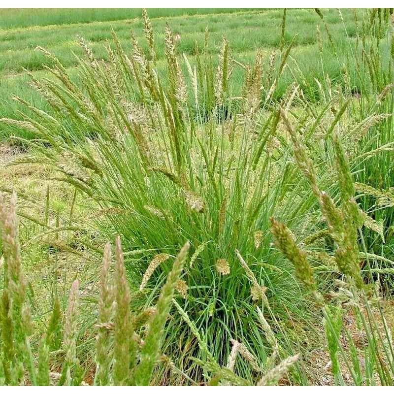 Little Seed Store 501+PRAIRIE JUNE GRASS Seeds Native Ornamental Drought