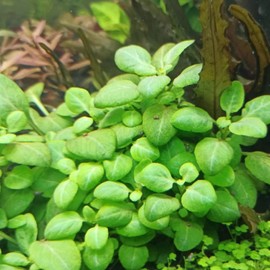 Mainam Lobelia Cardinalis Bundle Live Aquarium Plants Decorations Freshwater Fish Tank Aquatic Plant3 Days Live Guaranteed