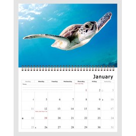 2026 Spiral-bound Wall Calendar (Sea Turtles) - 12 Months Desktop/Wall Calendar/Planner
