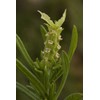 Palm Beach Medicinal Herbs - Yellow Lavender (Lavandula Viridis) -