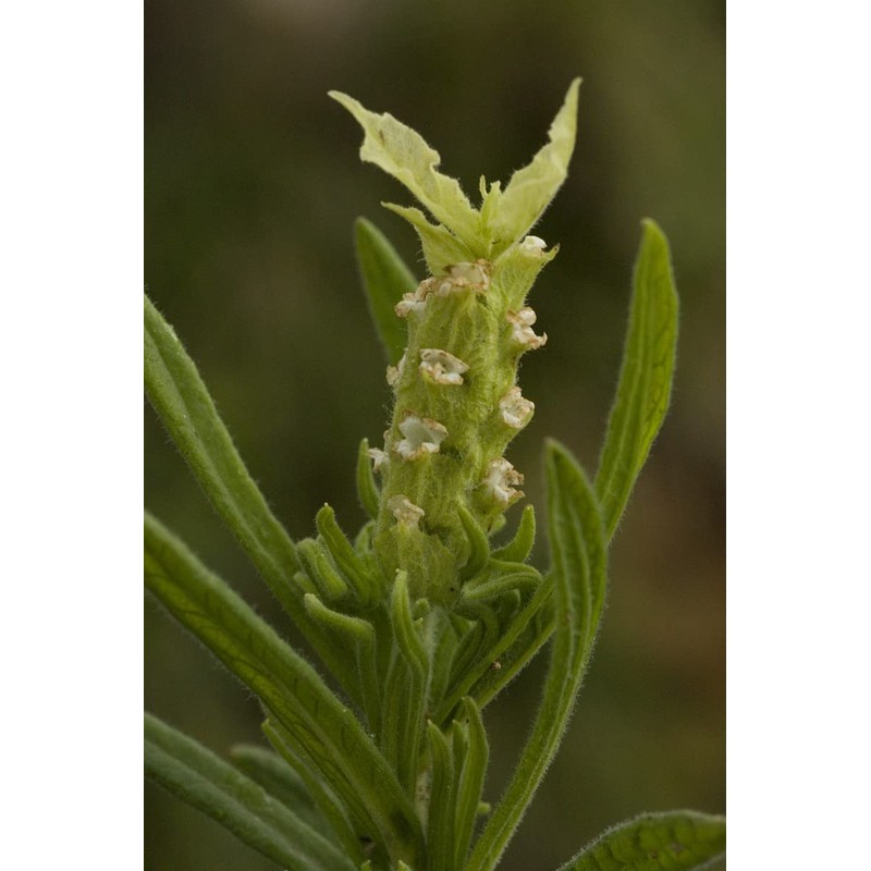Palm Beach Medicinal Herbs - Yellow Lavender (Lavandula Viridis) -