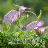 MEIDERBO September Birth Flower Urn Bracelet for Ashes for Women
