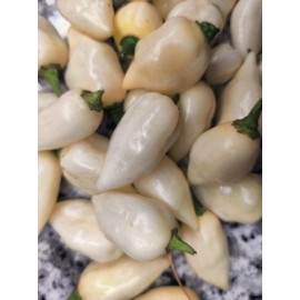 American Seed White Coyote Zan Pepper Seeds   USA Grown