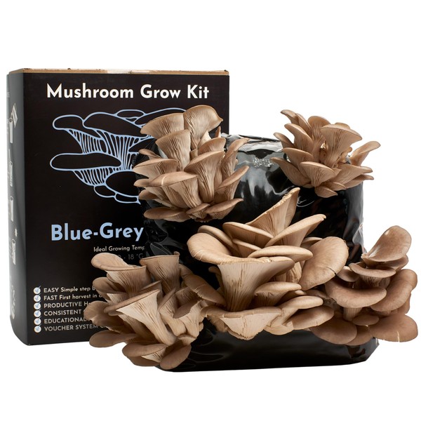 Urban Farm-It - Mushroom Growing Kit, XL Blue Grey (Pleurotus Ostreatus), Easy to Use and Fast Growing, Includes Voucher to Claim Living Spawn Separately for Better Yield and Gifting