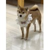 Liahelianx Breathable Adjustable Cat Dog Bandana Collar with Cute Bow-