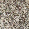 Spring Mix Cover Crop Seeds – 5 lb (~48,000 Seeds)