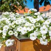 Outsidepride White Multiflora Petunia Seeds - 500 Pcs. Annual, Compact,