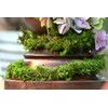 Super Moss (22711) MossVine Garland, Fresh Green, 12ft