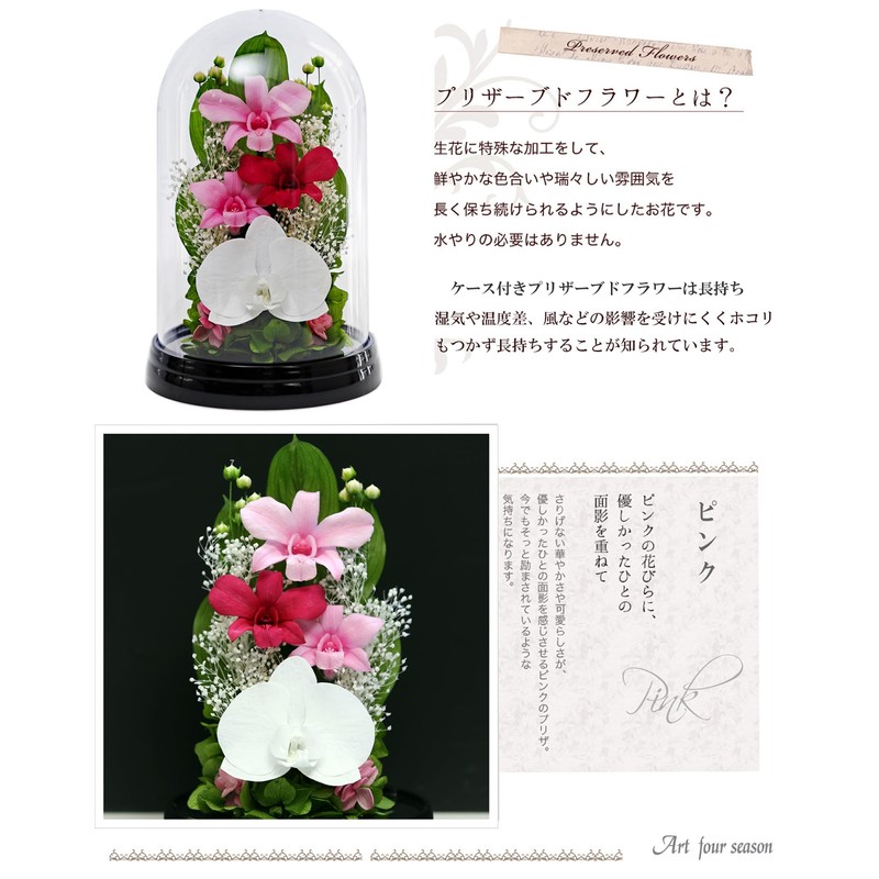 Art Four Seasons Phalaenopsis Denfare Dome Pink Preserved Flowers