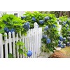 100+ Mix Hydrangea Seeds for Planting Macrophylla Giant Snowball Bonsai
