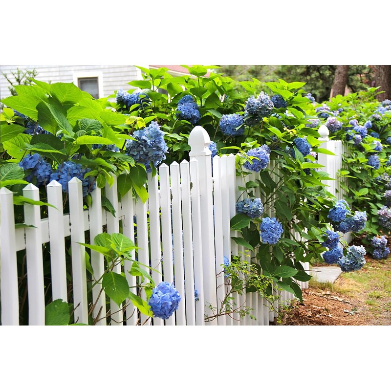 100+ Mix Hydrangea Seeds for Planting Macrophylla Giant Snowball Bonsai