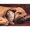 Clementoni Cuddles Cute Cat & Dog 500 Piece Jigsaw Puzzle