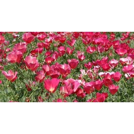 King California Poppy Seeds Carmine King 200 SEEDS  NON-GMO--BUY 4 ITEMS FREE SHIP