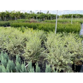 Ligustrum Sinense Variegated | 1 Extra Large 3 Gallon Plant | Ligustrum sinense 'Variegata' | Stunning Foliage for Landscaping | Decorative Outdoor Shrub | Enhance Your Garden Aesthetics