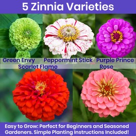 NatureZ Edge NatureZ Edge Zinnia Seeds for Planting Outdoors, Flower Seeds, Bulk Semillas De Flores para Sembrar, 5 Pack