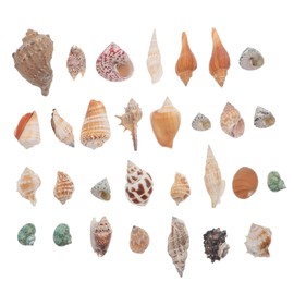 BESPORTBLE 1 Set Hermit Crab Conch Decorations Aquarium Seashells Fish Tank Landscaping Decor Fish Tank Conch Fish Tank Adornment Hermit Crabs Shell Couch Ornaments Natural Conch