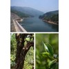 Premium Pu-erh Tea，pu-er ripe leaf（shou） tea 普洱熟茶 (Pu erh tea