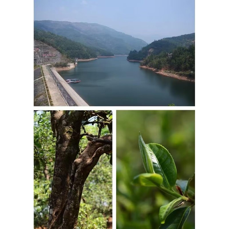Premium Pu-erh Tea，pu-er ripe leaf（shou） tea 普洱熟茶 (Pu erh tea