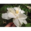 Marilyn Tropical Landscape Hibiscus Live Plant Rare Almost Pure White