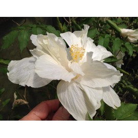 Marilyn Tropical Landscape Hibiscus Live Plant Rare Almost Pure White Loose Double Flower Starter Size 4 Inch Pot