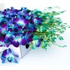 KaBloom Flowers - Mother's Day Collection - 30 Blue Orchids