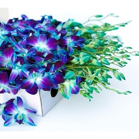 KaBloom Flowers - Mother's Day Collection - 30 Blue Orchids (Cut-to-Order, and Homegrown in the USA).Gift for Birthday, Easter, Anniversary,Mother’s Day Fresh Flowers