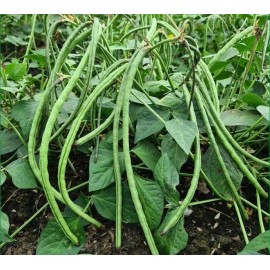 Mai's Family Bush Long Green Bean Seeds | Đậu Đũa Bụi Ngọt | Non GMO - 10