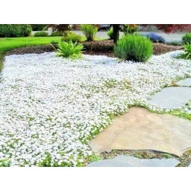 Little Seed Store 501+SNOW IN SUMMER Flower Seeds Perennial Flowering Groundcover Drought Tolerant