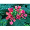 Tree Royal Poinciana - Flamboyant - Flame Tree - 3-6"