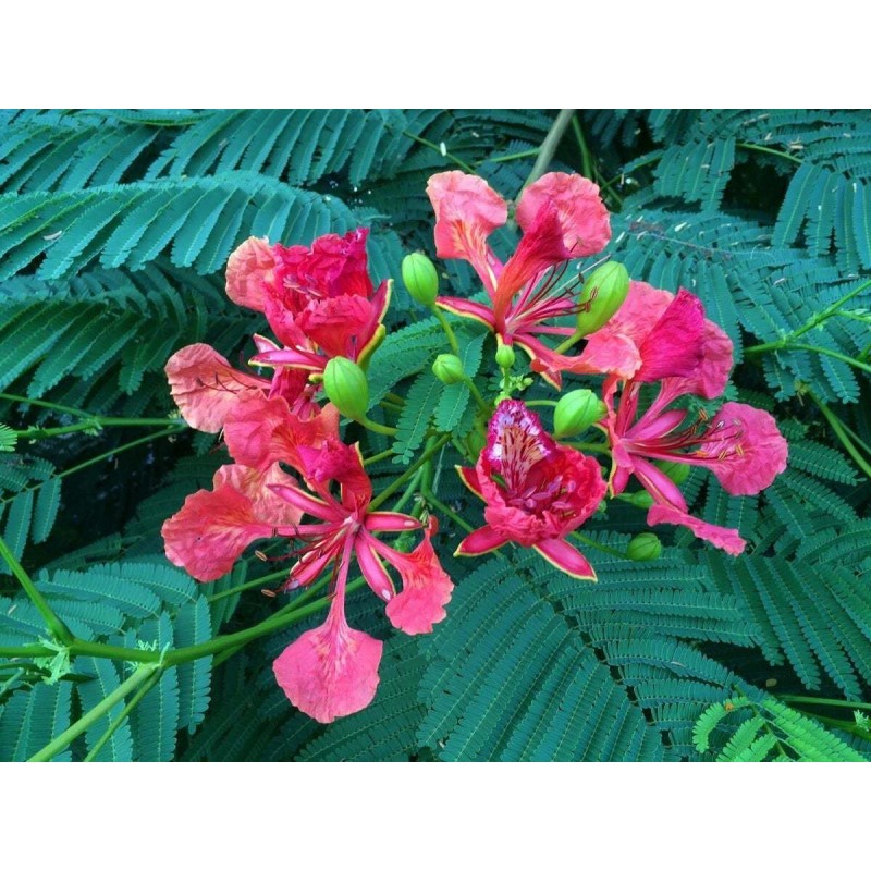 Tree Royal Poinciana - Flamboyant - Flame Tree - 3-6"