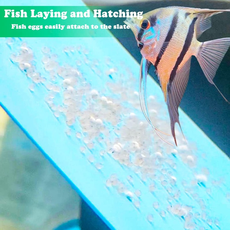 2 Pack Angelfish Discus Breeding Slate, Fish Breeding Spawning Slate