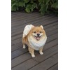 Hi-Line Gift Ltd. Medium Standing Pomeranian, Brown