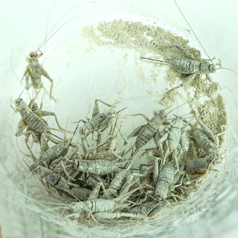 RepCal Calcium with Vitamin D3 and PhosphorusFree (5.5oz)