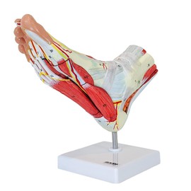Axis Scientific Foot Anatomy Model with 9 Removable and Numbered Parts, Foot Model Anatomy Ligaments, Muscles, Nerves and Arteries, Includes Study Guide, Foot Health, Body Parts Anatomy Study Tools